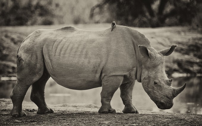 Vintage style image of a Rhinoceros in Hlane National Park, Swaziland